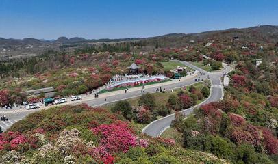 貴州畢節:杜鵑花開游客來